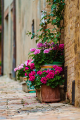 Fototapeta na wymiar Flowering village in Alsace. Sunlit streets full of flowers.