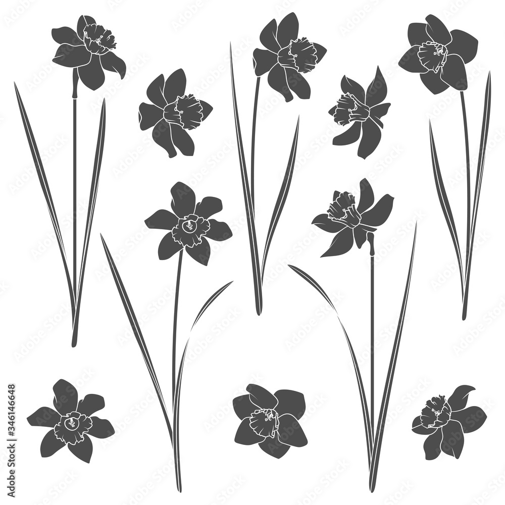 Poster set of black and white illustrations with a narcissus. isolated vector objects on a white background
