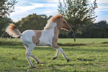 Obraz na płótnie Canvas Beautiful Island horse foal