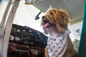 Dog in a Plane