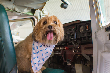 Dog in a Plane