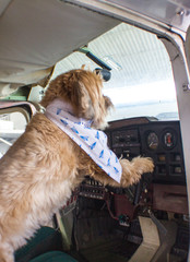 Dog in a Plane