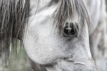 Arabian horse close-up