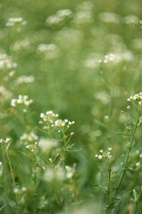 Shepherd’s bag close-up, meadow with white flowers, meadow with white flowers. Author's style. Capsélla.