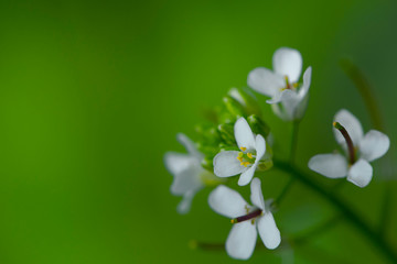 
small white flowers on a green background