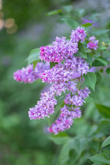 Spring branch of blossoming lilac. Blossoming purple lilacs in the spring. Selective soft focus, shallow depth of field. Blurred image, spring background.
