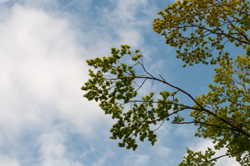 fresh green leaves at an oak tree in spring