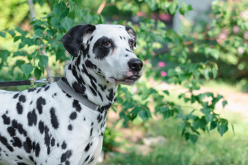 A beautiful dalmatian with black spots walks in the park in spring on a leash with the mistress. Walk with your pet in quarantine.