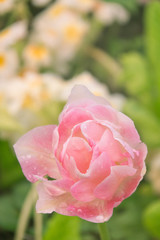 Pink Double Bloom Peony Tulip With Raindrops in a Garden in Spring