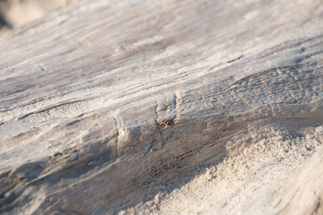 Treibholz - durch Wind, Wasser und Sand glatt abgeschliffenes und ausgeblichenes Holzstück am...