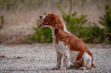 Adorable cute welsh springer spaniel, active happy healthy dog playing outside.