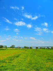 Fototapeta premium 初夏の江戸川河川敷風景