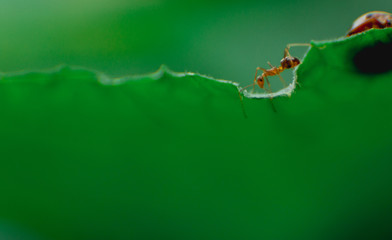 ant on a leaf