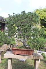 Bonsaï à Suzhou, Chine