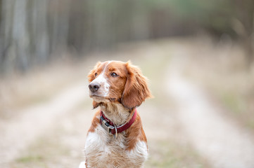 Adorable cute welsh springer spaniel, active happy healthy dog playing outside.