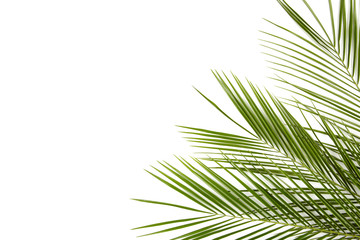 Naklejka na ściany i meble Green leaves of palm tree isolated on white background
