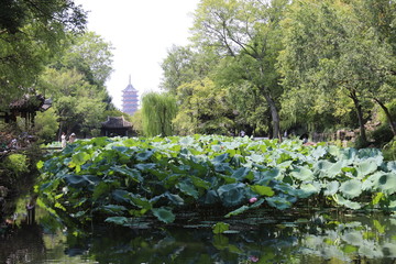 Fototapeta na wymiar Etang d'un jardin à Suzhou, Chine 