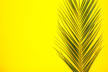 Green leaves of palm tree on yellow background, top view