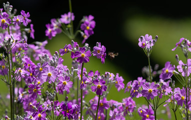 Naklejka premium purple flowers in the field