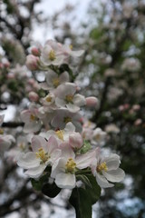 tree flowers