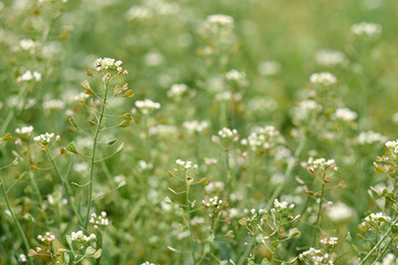 Shepherd&rsquo;s bag close-up, meadow with white flowers, meadow with white flowers. Author's style. Caps&eacute;lla.