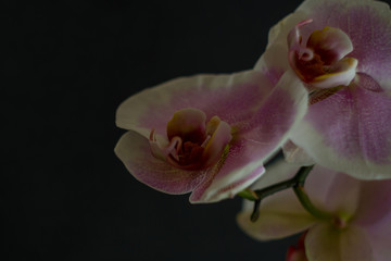 Fototapeta na wymiar Purple amazing orchid branch flowers with buds on black background