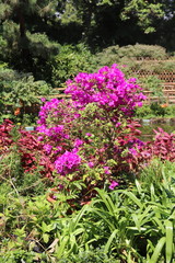Fleurs d'un jardin à Suzhou, Chine	