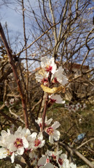 cherry blossoms under it yellew dead leaf