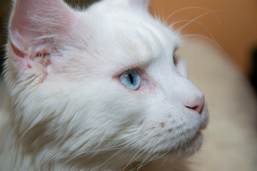 portrait of a white cat