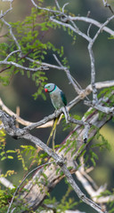 malabar parakeet