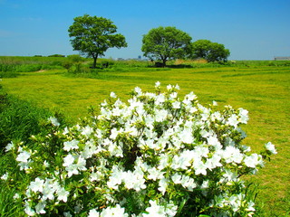 白い躑躅咲く初夏の江戸川河川敷風景
