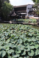 Lotus du jardin du Bosquet du Lion à Suzhou, Chine	