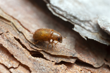 Newly hatched common pine shoot beetle, Tomicus piniperda on pine bark, this beetle is a pest in forest