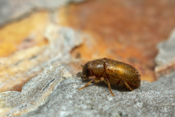 Newly hatched common pine shoot beetle, Tomicus piniperda on pine bark, this beetle is a pest in forest