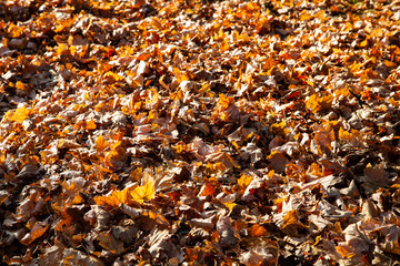 Fallen maple leaves.