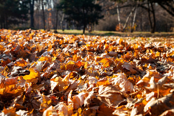 Fallen maple leaves.