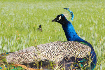 Male peacock in garden facing left side. Green grass background. Concept of wildlife.