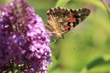 Painted Lady (Vanessa cardui) butterfly on summer lilac
