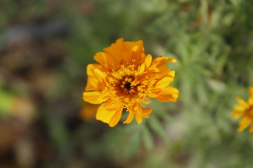 yellow flower 