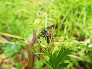 ムシヒキアブ 捕食 horsefly