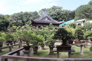 Jardin à bonsaïs, colline du tigre à Suzhou, Chine	