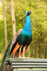 Obraz premium Turquoise and green peacock. Concept of wildlife. Majesty