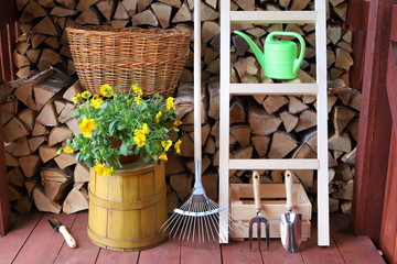 The set of garden tools and bush of Petunia flowers in a wooden shed on the background of stack birch firewood. 