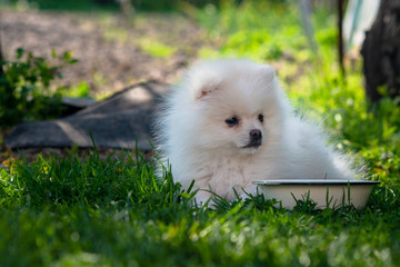 Little white Spitz puppy is lying near bowl of water