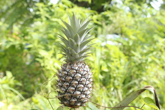 pineapple on a tree