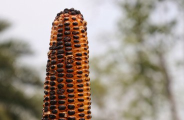 Roasted Maize or Corn with Selective Focus and Copy Space For Texts Writing