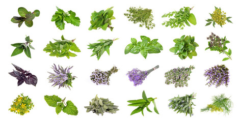 Mix of bunches of fresh spicy herbs    on an isolated white background