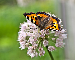 Butterfly urticaria sits on flower on green background