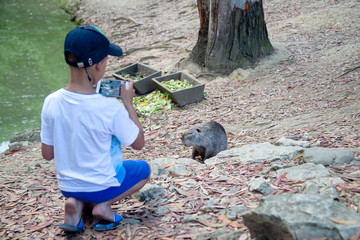 A boy photographs a beaver on a mobile phone