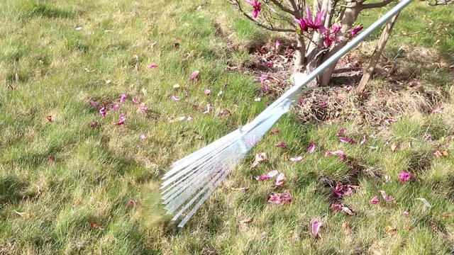 Raking magnolia petals from the lawn.